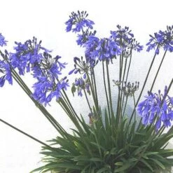 Agapanthus Lapis Lazuli -Eco Nest Store Agapanthus Lapis Lazuli 05
