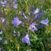 Agapanthus Blue Storm -Eco Nest Store AgapanthusBlueStorm02x