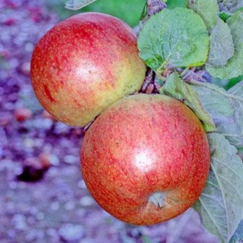 Apple Alkmene 4 Apple Alkmene - Image 2