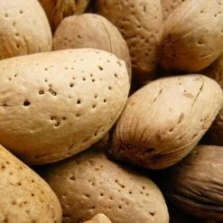 Almond - Prunus Dulcis Robijn -Eco Nest Store Almond Robijn 03