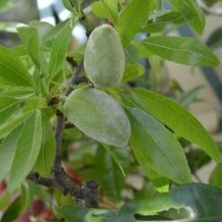 Almond - Prunus Dulcis Robijn -Eco Nest Store Almond Robijn 06