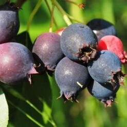 Amelanchier Alniflora Krasnojarskaja