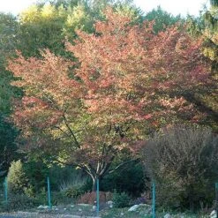 Amelanchier X Grandiflora Robin Hill AGM -Eco Nest Store Amelanchier x grandiflora Robin Hill 02x