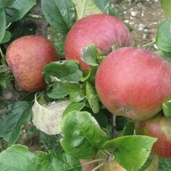 Apple Howgate Wonder -Eco Nest Store Apple Howgate Wonder 03