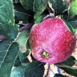 Apple Kingston Black -Eco Nest Store Apple Kingston Black 01