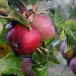 Apple Kingston Black -Eco Nest Store Apple Kingston Black 02