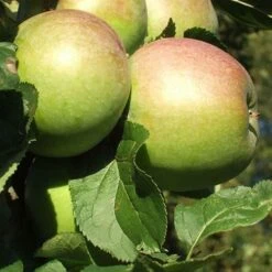 Apple Lane's Prince Albert