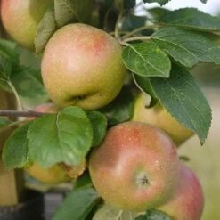 Apple Lane's Prince Albert -Eco Nest Store Apple Lanes Prince Albert 04