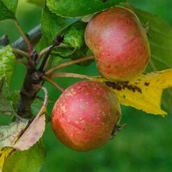 Apple Pixie -Eco Nest Store Apple pixie 01