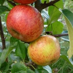 Apple Pixie -Eco Nest Store Apple pixie 02