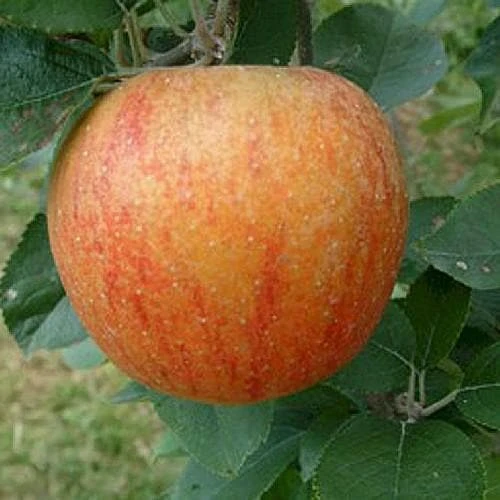 Apple King Of The Pippins 3 Apple King Of The Pippins