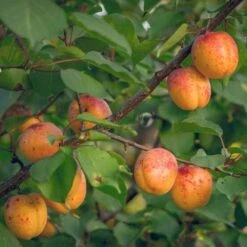 Apricot Bredase -Eco Nest Store Apricots 02 13970263 623d 4ef2 b3de 326bc94d1192