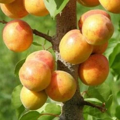 Apricot Early Moorpark -Eco Nest Store Apricots 03