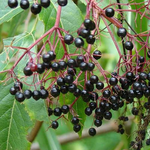 Aralia Spinosa | Devils Walking Stick 8 Aralia Spinosa | Devils Walking Stick - Image 6