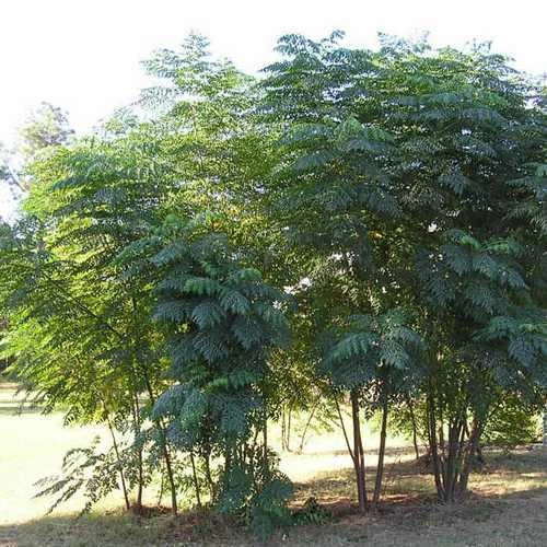 Aralia Spinosa | Devils Walking Stick 4 Aralia Spinosa | Devils Walking Stick - Image 2