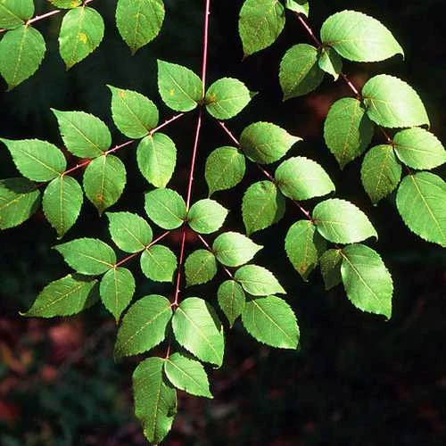 Aralia Spinosa | Devils Walking Stick 5 Aralia Spinosa | Devils Walking Stick - Image 3