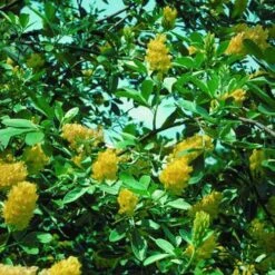 Argyrocytisus Battandieri -Eco Nest Store Argyrocytissus batterendii 04