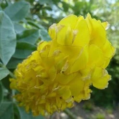 Argyrocytisus Battandieri -Eco Nest Store Argyrocytisus battandieri 01