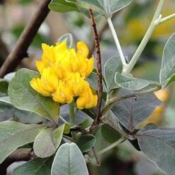 Argyrocytisus Battandieri -Eco Nest Store Argyrocytisus battandieri 05