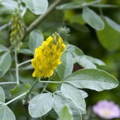 Argyrocytisus Battandieri -Eco Nest Store Argyrocytisus battandieri 06