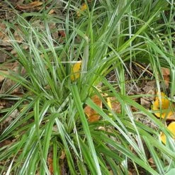 Astelia Banksii -Eco Nest Store Astelia banksii 02