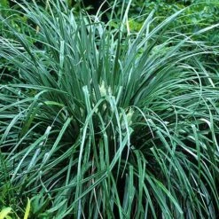 Astelia Banksii -Eco Nest Store Astelia banksii 03