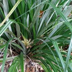 Astelia Banksii -Eco Nest Store Astelia banksii 04