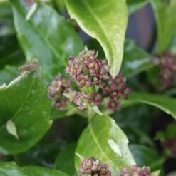 Aucuba Japonica Rozannie - Self Fertile -Eco Nest Store Aucuba japonica Rozannie 01