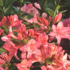 Azalea Mollis Jolie Madame -Eco Nest Store Azalea mollis Jolie Madame 04