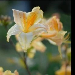 Azalea Mollis Harvest Moon 9 Azalea Mollis Harvest Moon -Eco Nest Store AzaleaHarvestMoon04