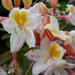 Azalea Mollis Silver Slipper -Eco Nest Store AzaleaSilverSlipper03