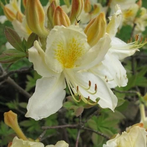 Azalea Mollis Daviesii 4 Azalea Mollis Daviesii - Image 2