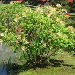 Azalea Mollis Daviesii 7 Azalea Mollis Daviesii -Eco Nest Store Azalea mollis Daviesii 03