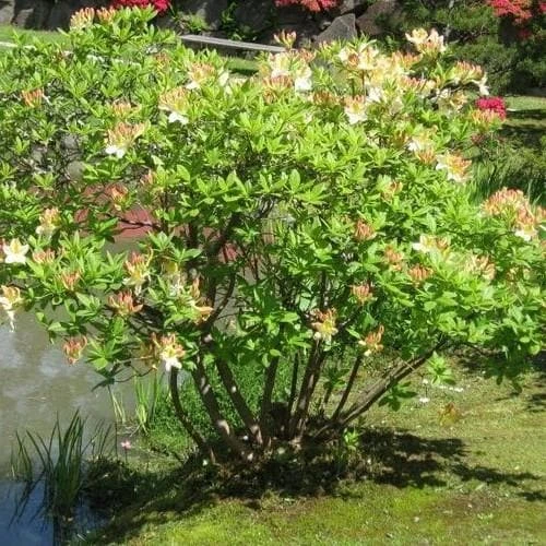 Azalea Mollis Daviesii 5 Azalea Mollis Daviesii - Image 3