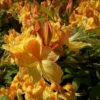 Azalea Mollis Golden Sunset -Eco Nest Store AzaleamollisGoldenSunset1