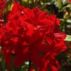 Azalea Mollis Nabucco -Eco Nest Store AzaleamollisNabucco04