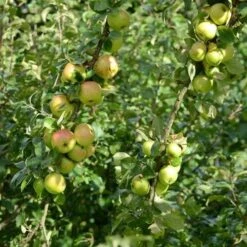 Apple Ballyvaughan Seedling 16 Apple Ballyvaughan Seedling -Eco Nest Store Ballyvaughan Seedling A07