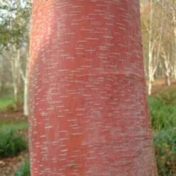 Betula Albosinensis China Rose