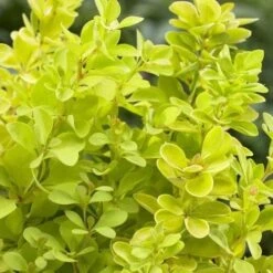 Berberis Thunbergii Maria -Eco Nest Store Berberis thunbergii Maria 02