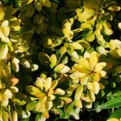 Berberis Thunbergii Maria -Eco Nest Store Berberis thunbergii Maria 03