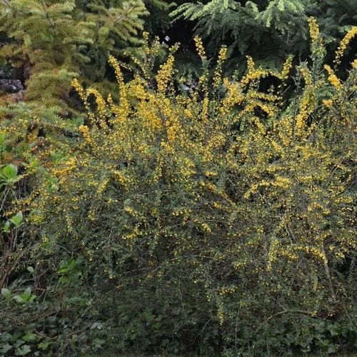 Berberis Lologensis Mystery Fire 5 Berberis Lologensis Mystery Fire - Image 3