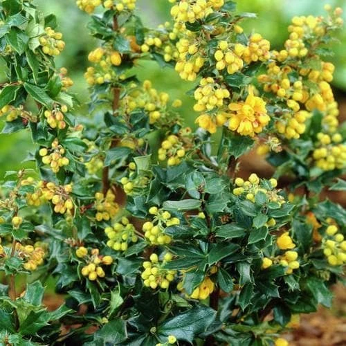 Berberis Lologensis Mystery Fire 3 Berberis Lologensis Mystery Fire
