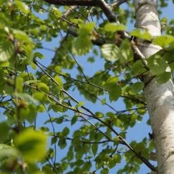 Betula Ermanii Holland -Eco Nest Store Betula ermanii Holland 02