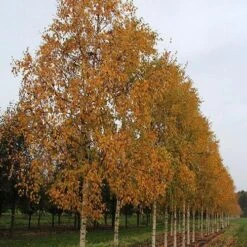 Betula Ermanii Holland -Eco Nest Store Betula ermanii Holland 03