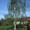 Betula Pendula Tristis