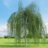 Betula Utilis Long Trunk -Eco Nest Store Betula Utilis Long Trunk 01x