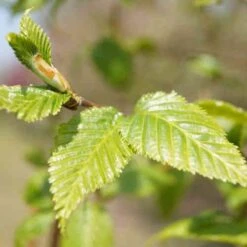 Betula Albosinensis China Rose -Eco Nest Store Betula albosinensis China Rose 04