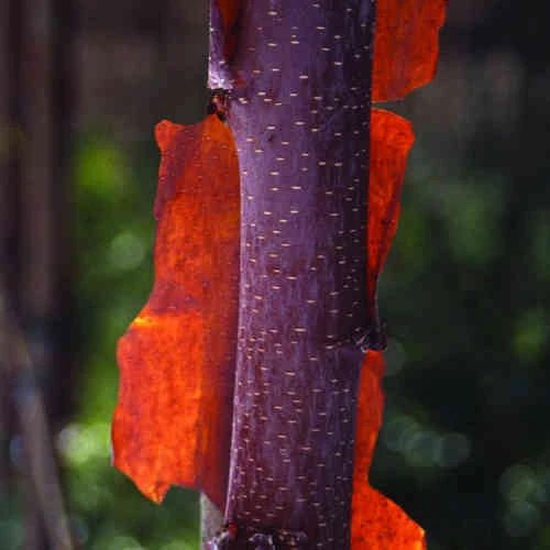 Betula Albosinensis China Ruby 4 Betula Albosinensis China Ruby - Image 2
