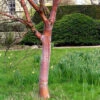 Betula Albosinensis China Ruby