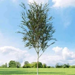 Betula Albosinensis Fascination -Eco Nest Store Betula albosinensis Fascination 01